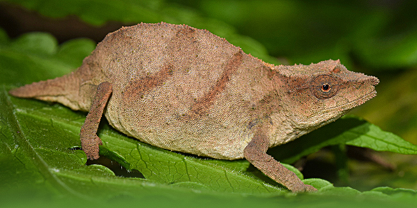 Clinging to survival: Critically Endangered Chapman’s pygmy chameleon (Rhampholeon chapmanorum) persists in shrinking forest patches.